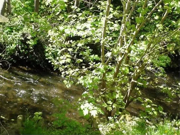 Hotel Burgschanke Winningen